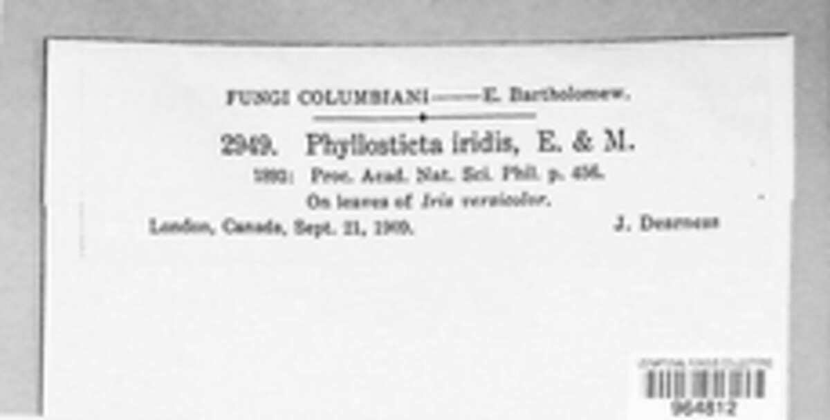 Phlyctema image